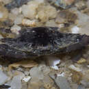 Image of Pacific blue swimming crab