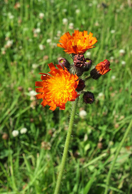 Imagem de Pilosella aurantiaca (L.) Sch. Bip., F. W. Schultz & Sch. Bip.