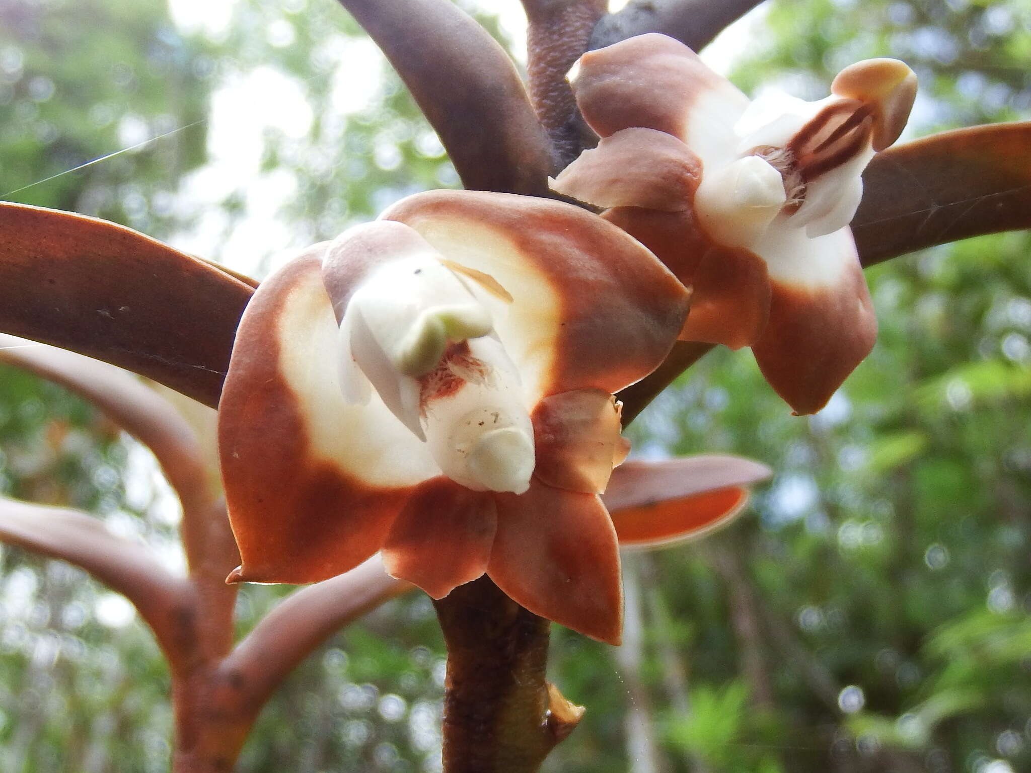 Image of Dendrobium lambii J. J. Wood