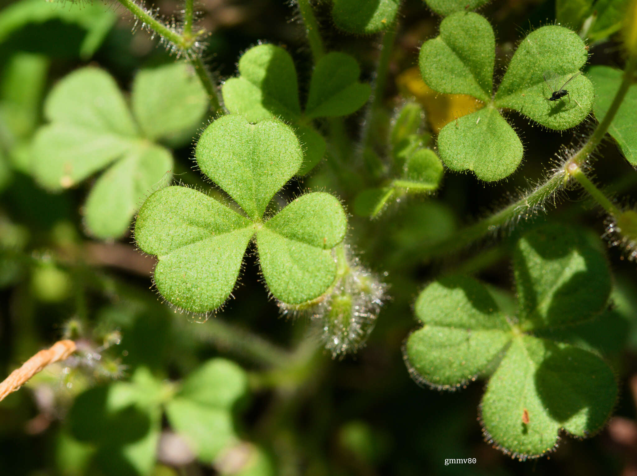 Слика од Oxalis niederleinii Knuth