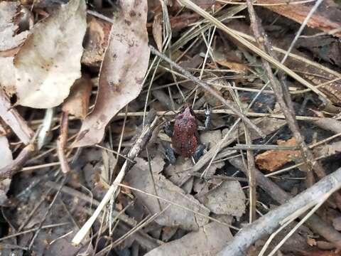 Image of Keferstein’s Toadlet