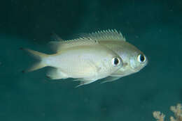 Image of Brown chromis