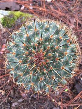 Image of Coryphantha clavata (Scheidw.) Backeb.