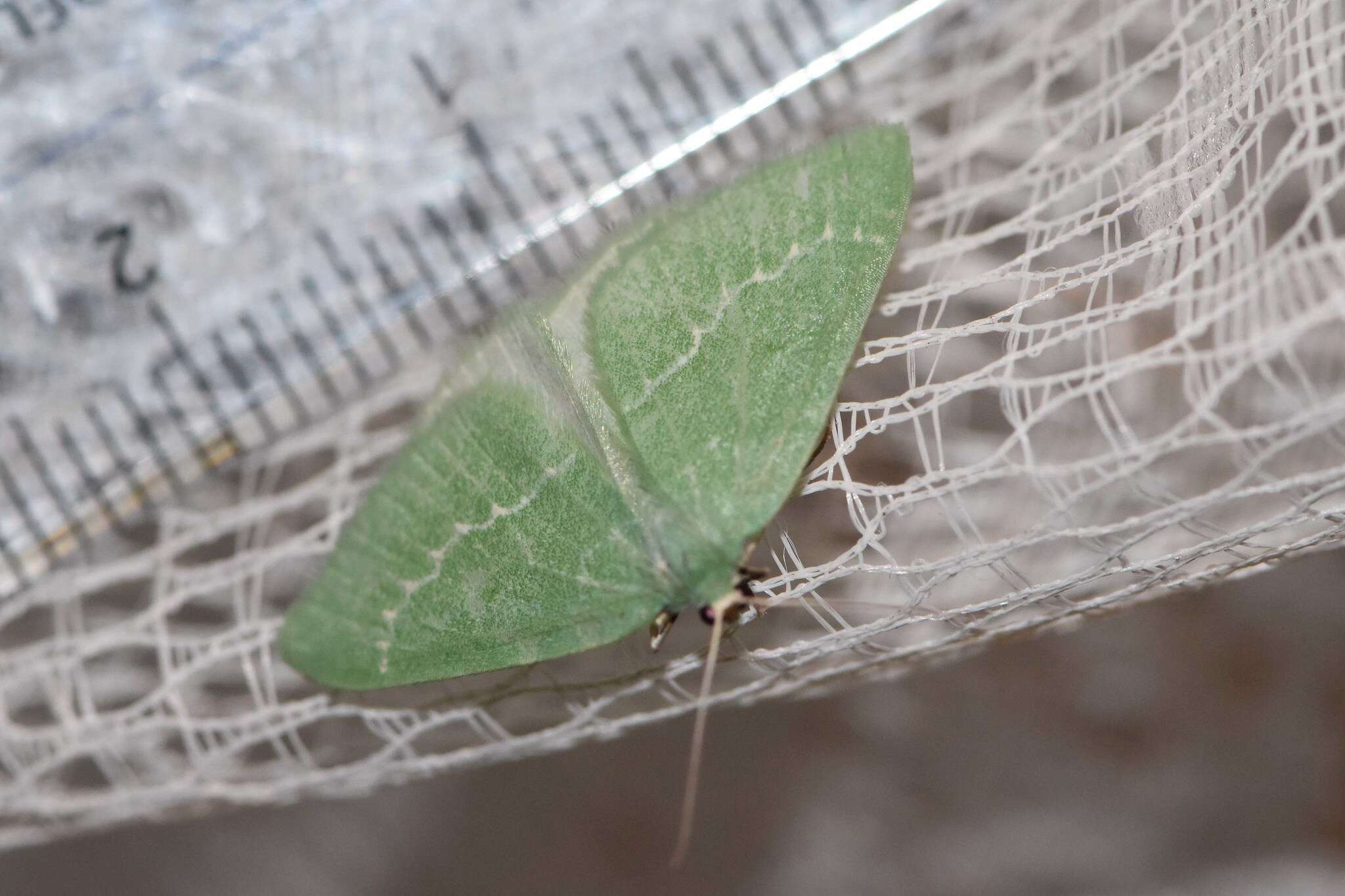 Image of Euloxia isadelpha Turner 1910