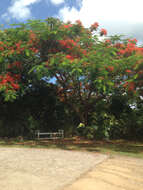 Image of Delonix regia (Bojer ex Hook.) Raf.