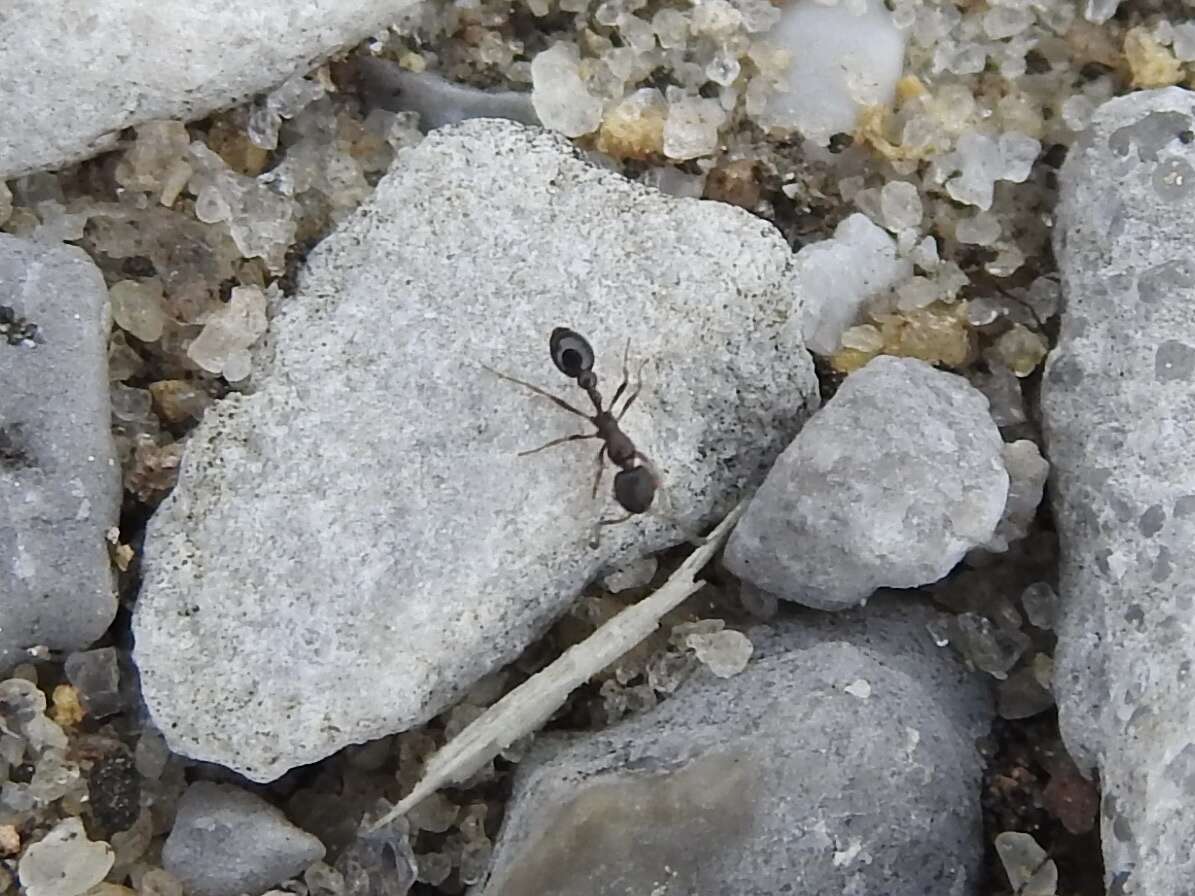 Image of Ant