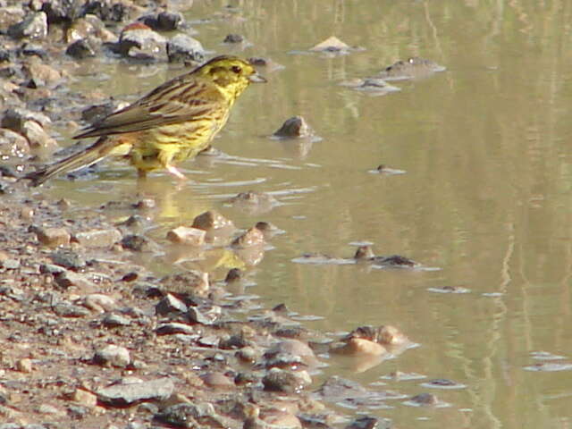 Image of Yellowhammer