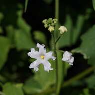 صورة Echinopepon wrightii (Gray) S. Wats.