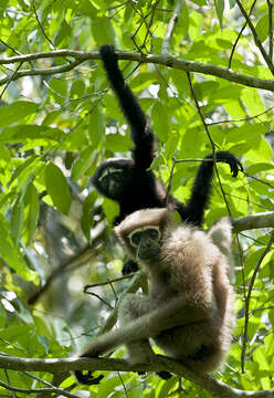 Image of Hoolock Gibbon