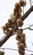 Dioscorea villosa L. resmi