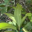 Image of large-leaved mock-olive