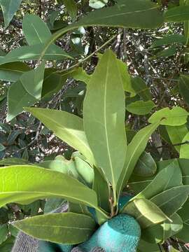 Image of large-leaved mock-olive