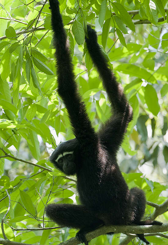 Image of Hoolock Gibbon