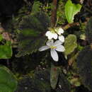 Image of Begonia conipila Irmsch. ex Kiew