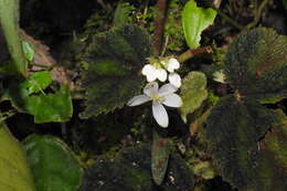 Image of Begonia conipila Irmsch. ex Kiew