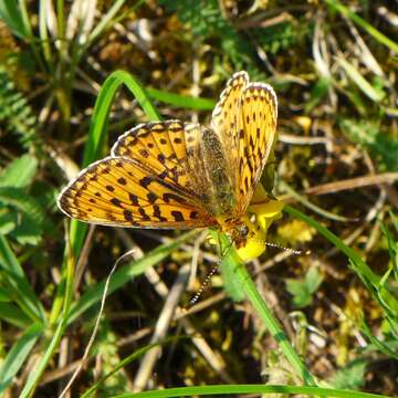 Image of <i>Boloria euphrosyne</i>