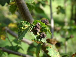 Слика од Tetraneura (Tetraneura) caerulescens