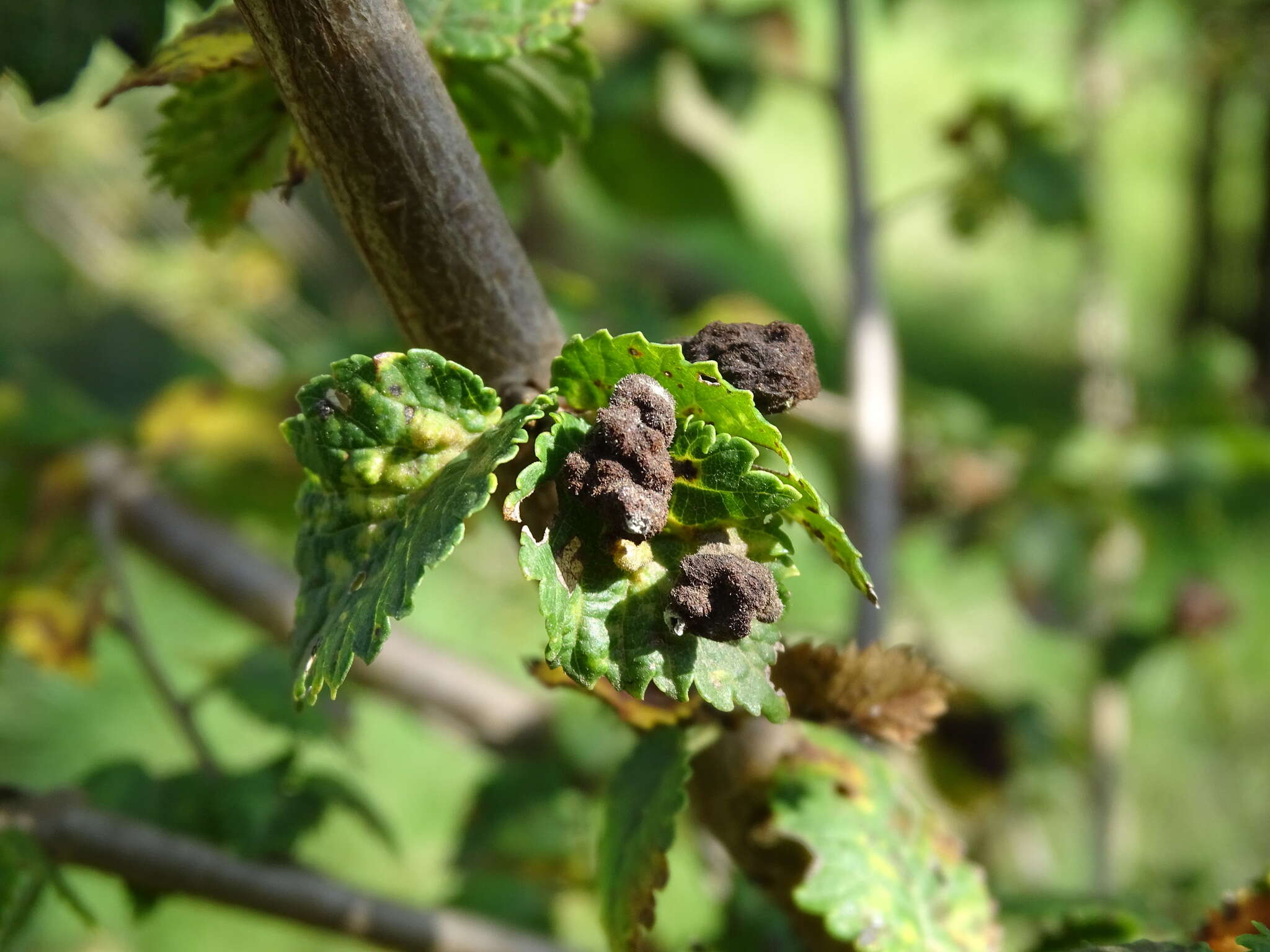 Слика од Tetraneura (Tetraneura) caerulescens