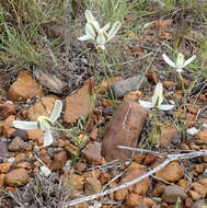 Image de Albuca longipes Baker