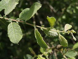 Image of eared willow