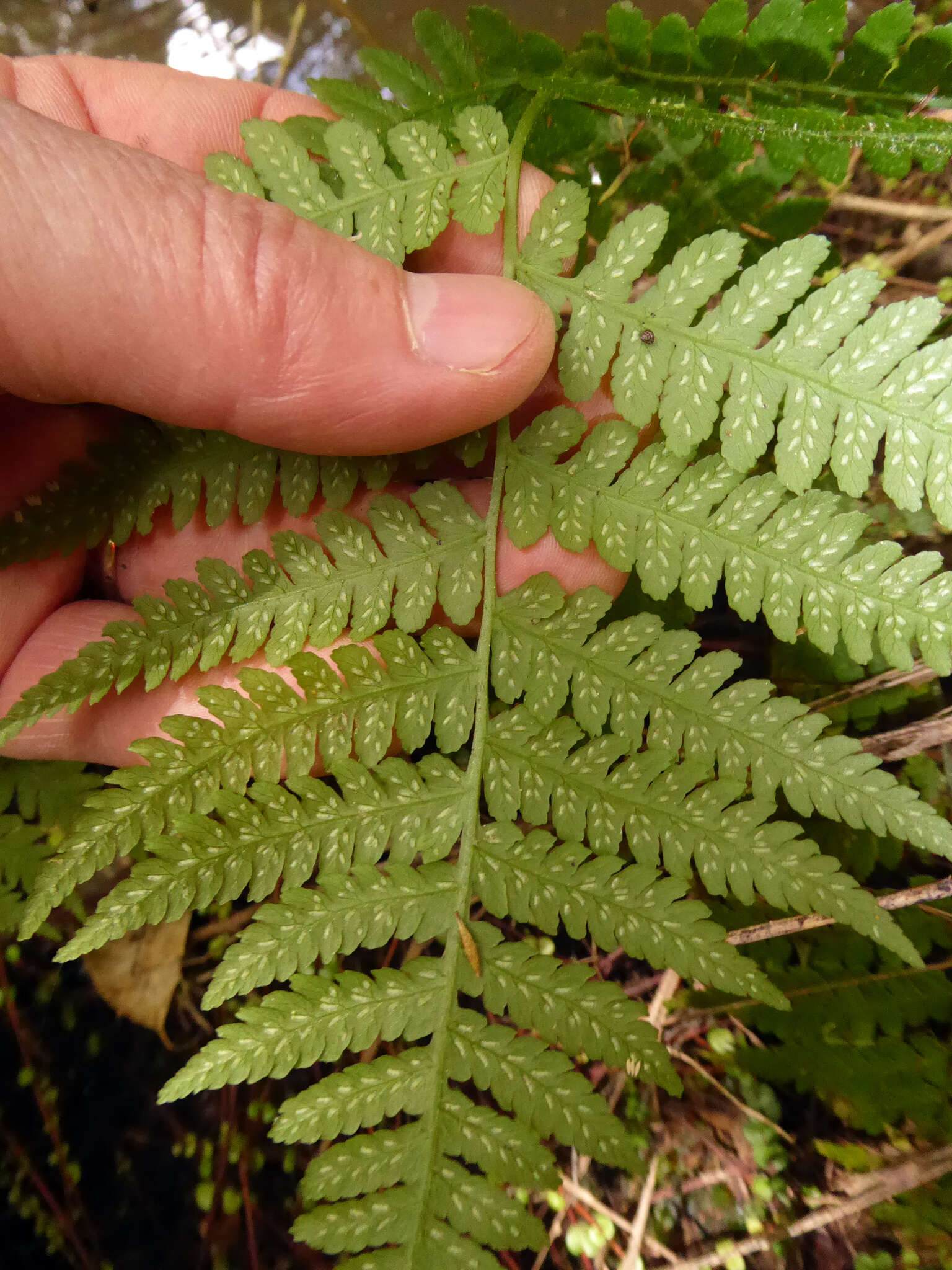 Image of Deparia petersenii subsp. congrua (Brack.) M. Kato