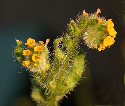 Image of Menzies' fiddleneck