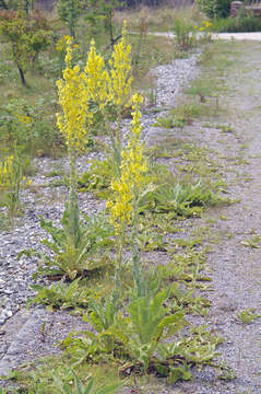 Image of Great Mullein