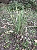 Image of lemon grass