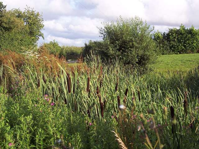 Image of broadleaf cattail