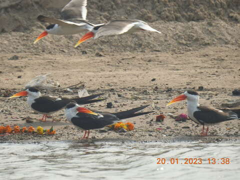 Image of Indian Skimmer