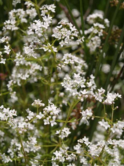 Plancia ëd Galium saxatile L.