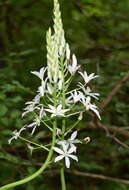 Image of Ornithogalum arcuatum Steven