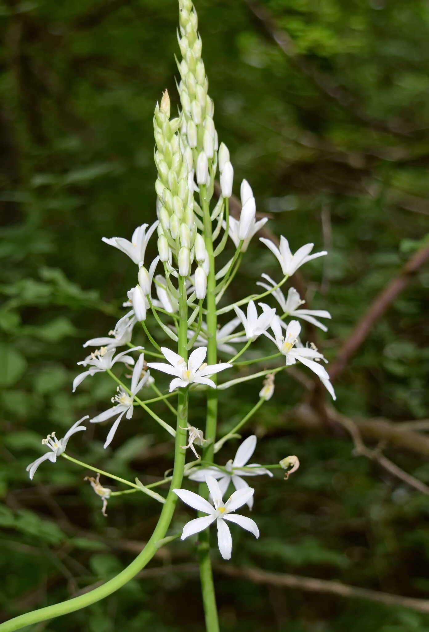 Image of Ornithogalum arcuatum Steven