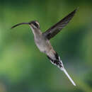 صورة Phaethornis mexicanus Hartert 1897