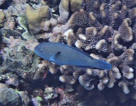 Image of Globehead Parrotfish