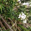 Image of Coastal Rosemary