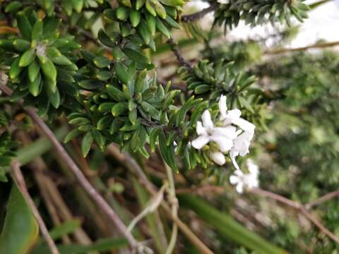 Image of Westringia fruticosa (Willd.) Druce