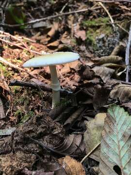 Слика од Amanita breckonii Thiers & Ammirati 1982