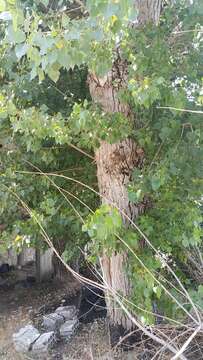 Image of Carolina poplar