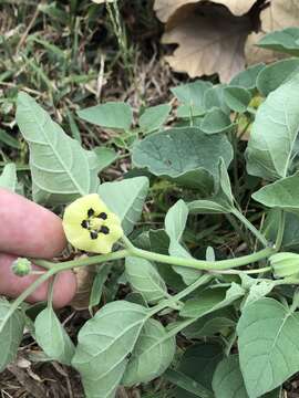 Physalis mollis Nutt. resmi