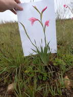 Image of Gladiolus ochroleucus Baker