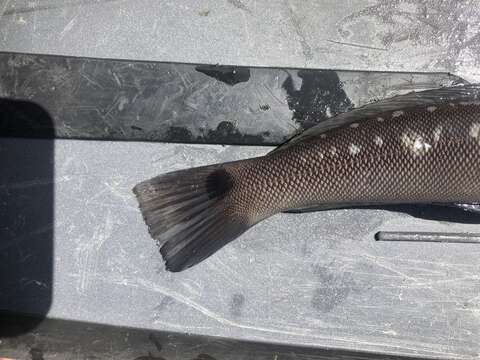 Image of Chilean sandperch