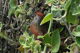 Image of Sooty-fronted Spinetail