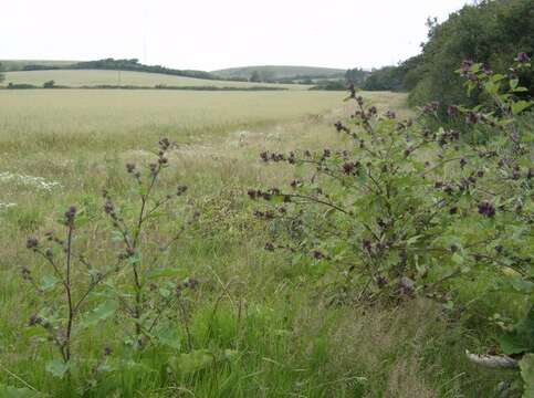 Image of common burdock