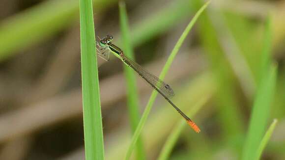 Imagem de Agriocnemis pygmaea (Rambur 1842)