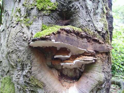 Image of Ganoderma australe (Fr.) Pat. 1889