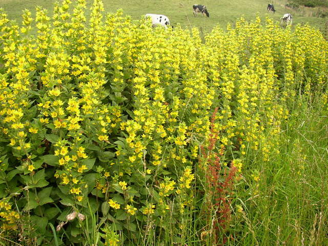 Слика од Lysimachia punctata L.