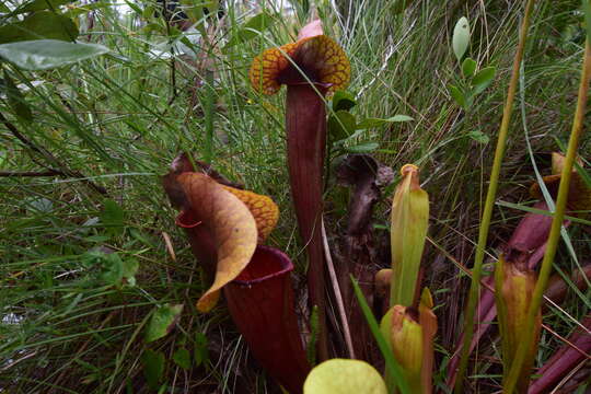 Image of pitcherplant