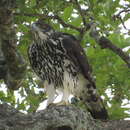 صورة Aquila spilogaster (Bonaparte 1850)