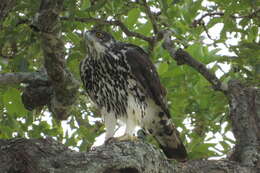 Image of African Hawk-Eagle